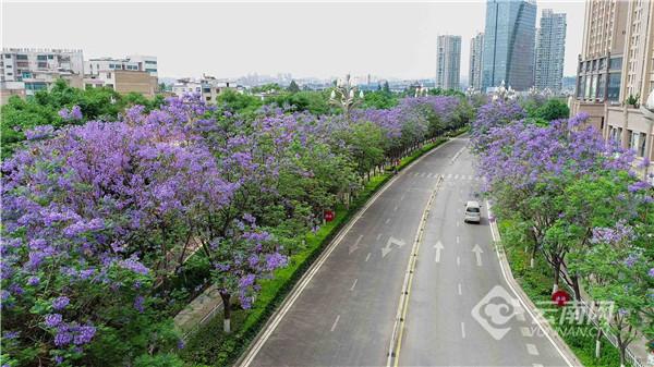 昆明全力打造“绿美春城” 宜业宜居共享绿美成果