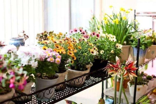 8种需要夏天“停水”的花，再浇水，可能会要了它们的命