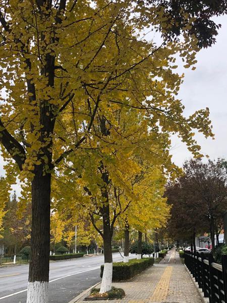 打造四季多彩的道路景观！青浦新增一条上海市绿化特色道路