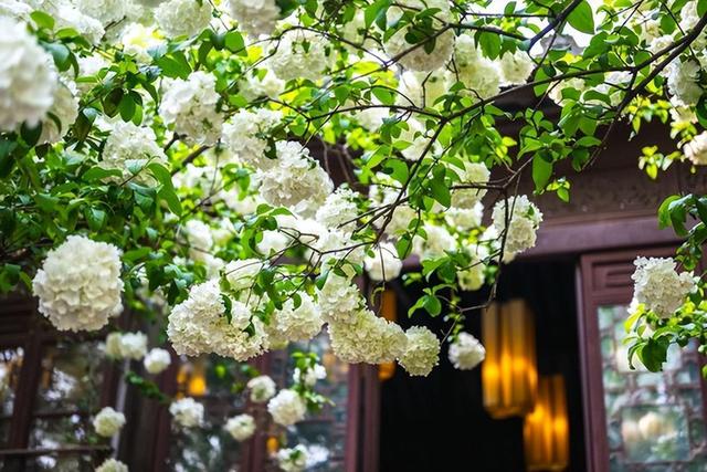 适合种在庭院里的木绣球，开花壮观，容易打理，不容错过