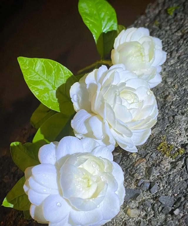 茉莉花界的“男神”，花径4厘米，浓香，多季节开花，你值得拥有