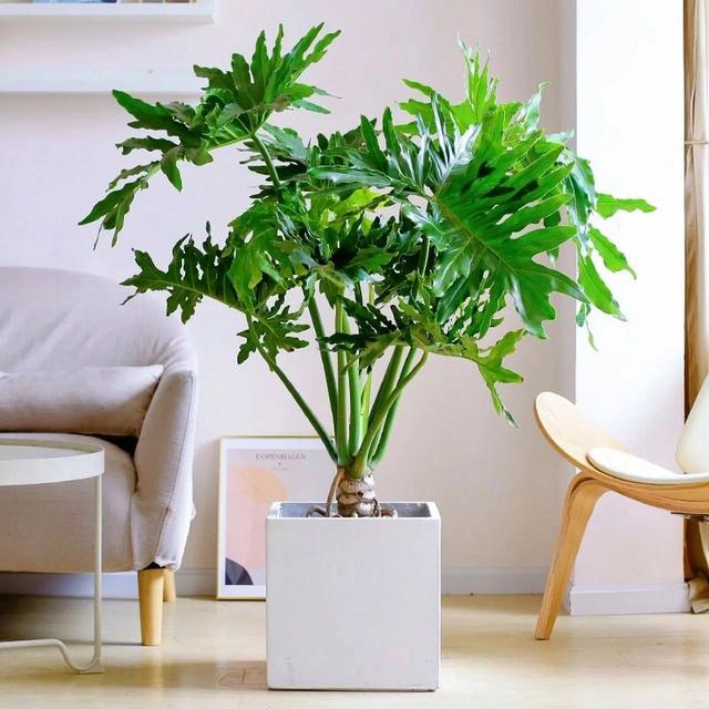 客厅要种上4种“护宅花”，可不是迷信，是老一辈传下的智慧