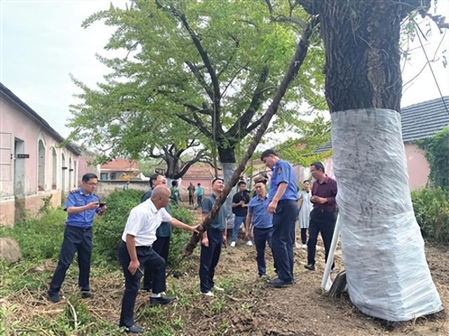 让古树名木“老有所依”！青岛西海岸新区古树公园昨落成