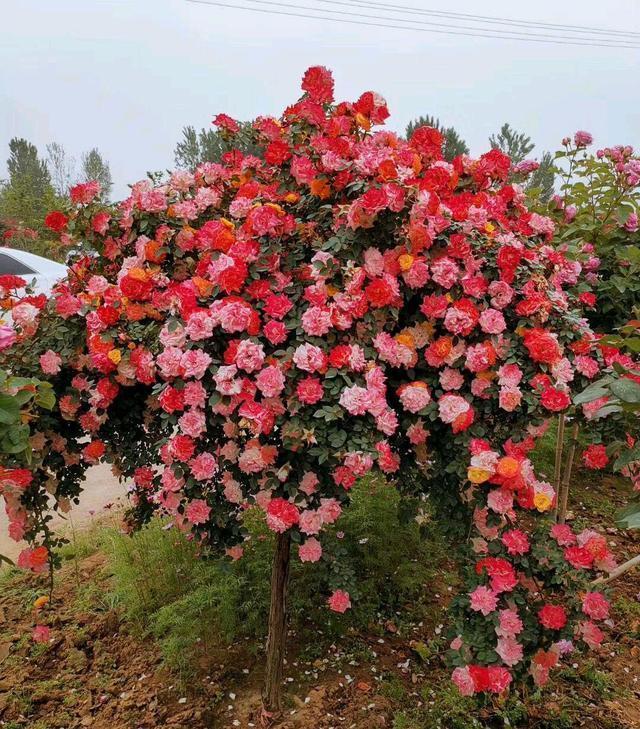 花开艳丽的树状月季，香气四溢，花色艳丽，简单易打理，值得入手