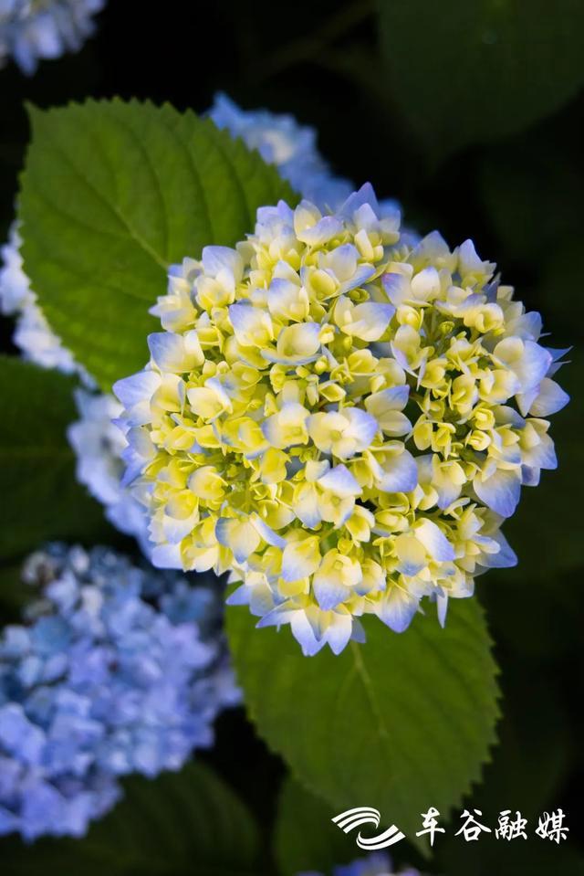 初夏时节，到汤湖公园与绣球花来场浪漫“约会”吧