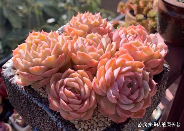 多肉昂斯诺度夏难吗？夏天应该怎么养？只花3分钟就让你了解清楚