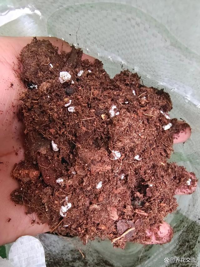 秋植酢浆草养护指南