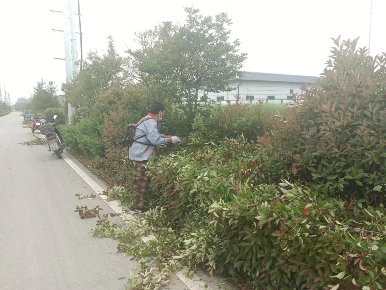 长丰县罗塘乡：修剪绿化树枝　提升乡村颜值