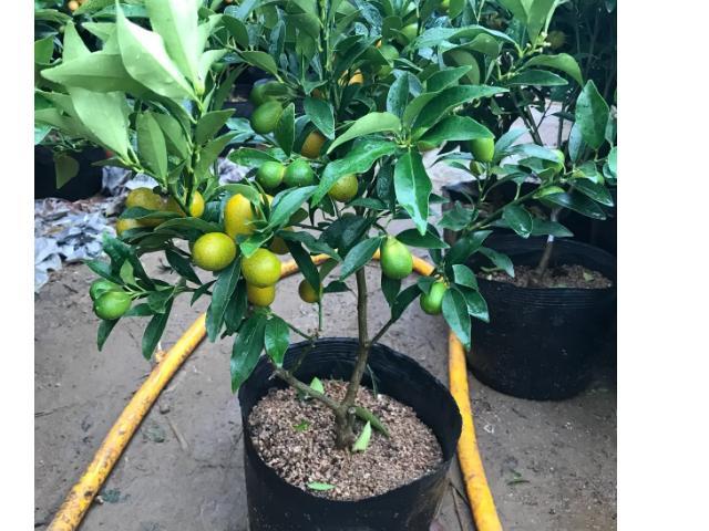 家里养的花别胡乱送人，小心把福气一起送了，损自家，尤其这5种