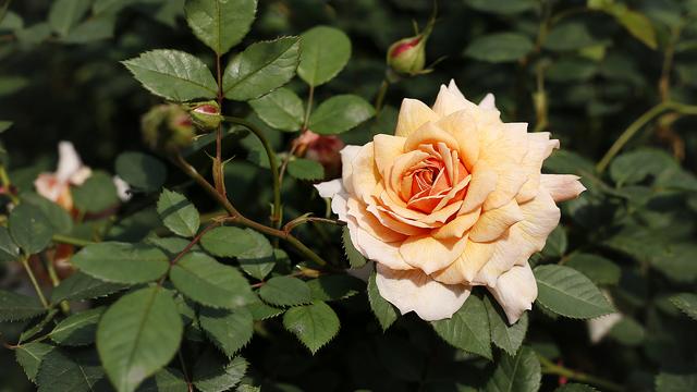 早春月季花出现这种黄叶，要及时处理