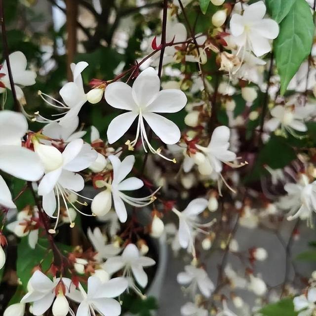 精品绿植——垂丝茉莉