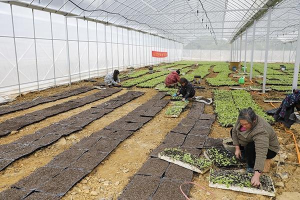 新田：大棚育苗促增收（组图）