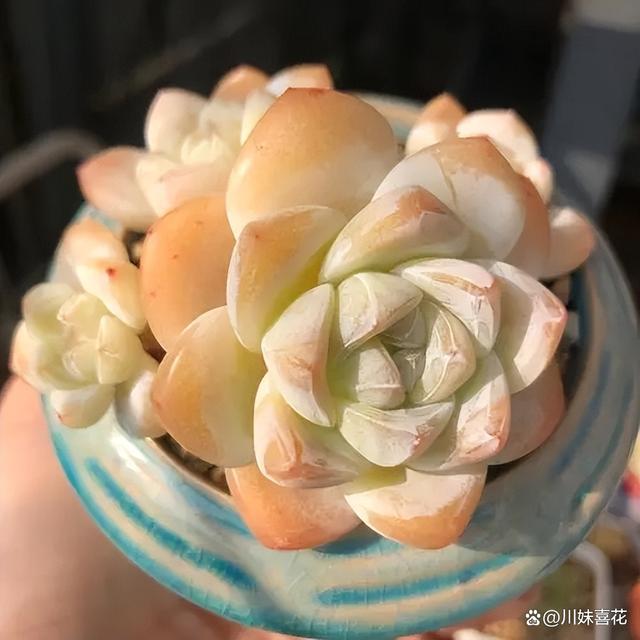 分享一种爱爆盆的多肉，叶片硬朗有格调，还能养出漂亮糖心
