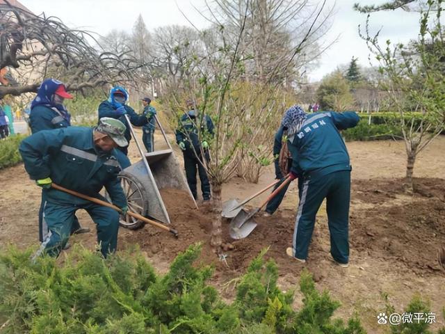 平凉中心城区园林绿化新植苗木2万株