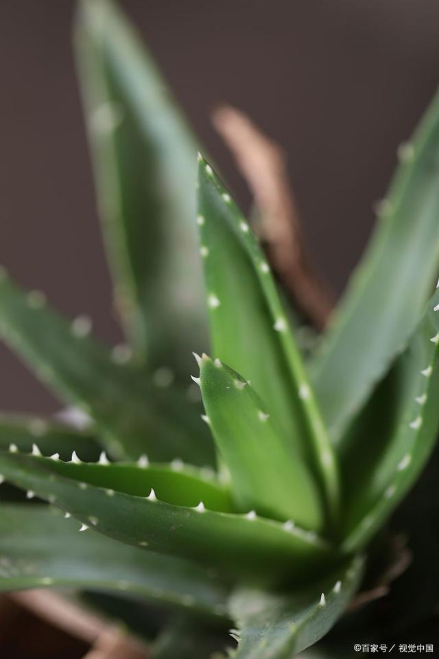 适合新手种植的六种盆栽花卉