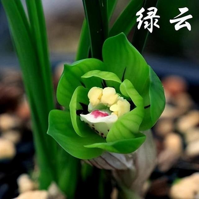 绿云兰花香味独特，气质优雅，还能提高居室格调和品位