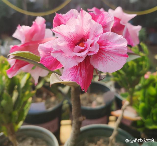 沙漠玫瑰：建议新人盆栽，跟着学学，叶绿花旺