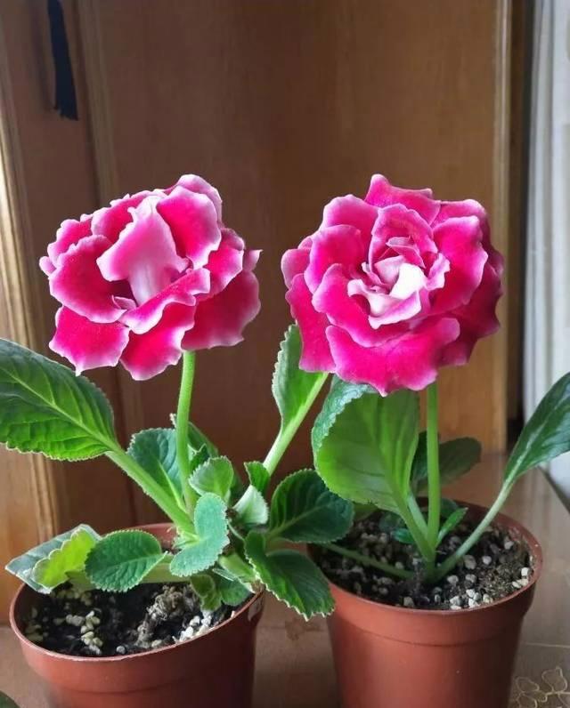 温度高，8种花再旱也“不能喷水”，不是唬人，都是花钱买的教训