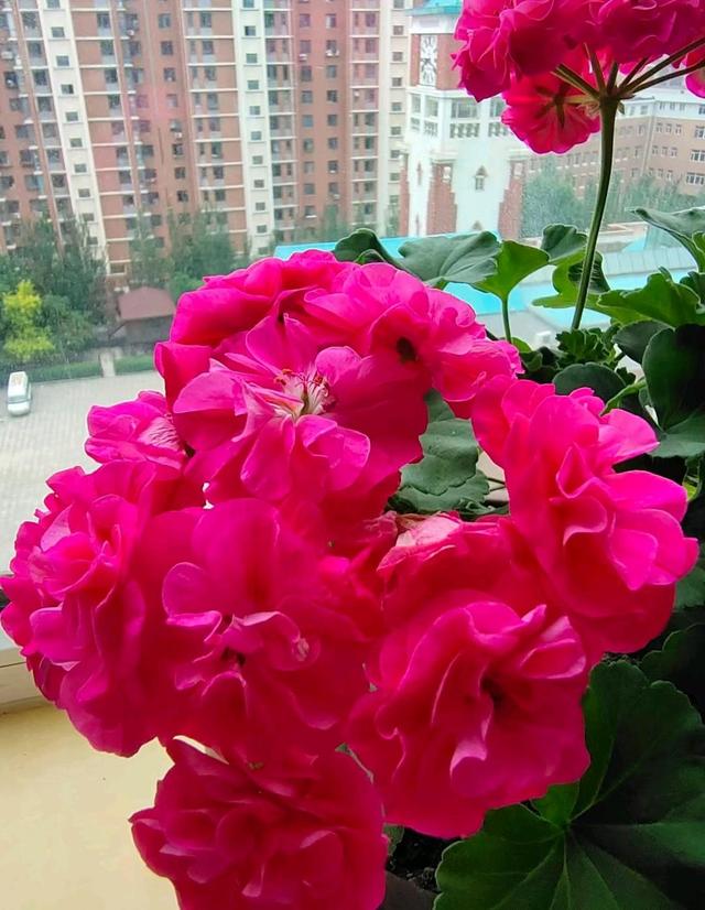 天竺葵新品种“罗莎琳达”，花美如玫瑰，又美又喜庆，耐热好养活