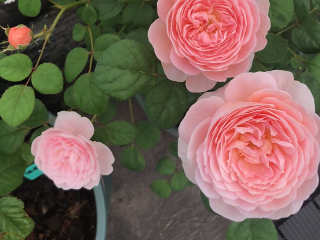 月季花界的“女神”—瑞典女王，又美又仙，四季花开，值得拥有