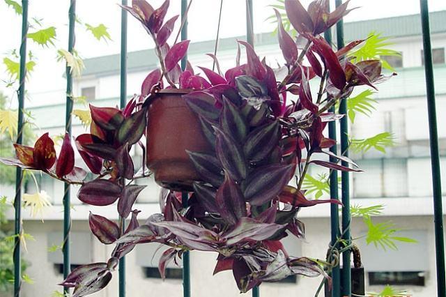 阳台上的5种花，养了3年多，依然是“心之所爱”，给大家晒晒