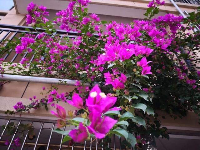 三角梅有“四怕”，做错了只长叶不开花，赶紧纠正，才不耽误花期