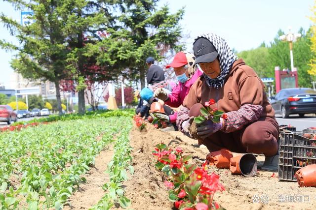 1400万株花卉落户梅河口！城市花海向你奔赴而来！