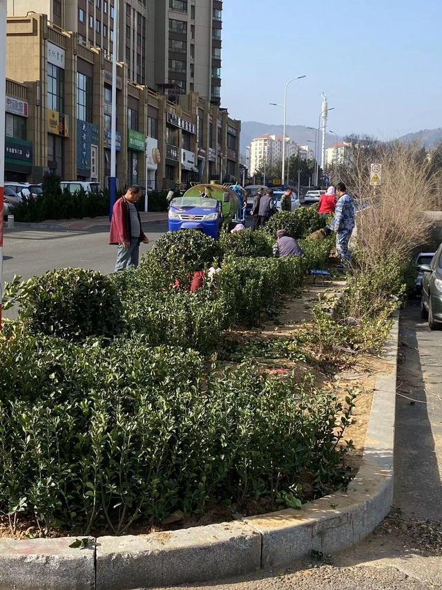 黄海路街道：全域清扫靓底色，绿化补种靓颜值