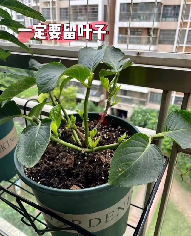 延长花期？花朵打蔫？花后修剪？绣球花期管理全攻略来了！