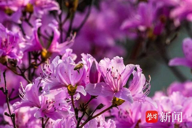 “花中西施”杜鹃、南京“土著”秤锤花都开了