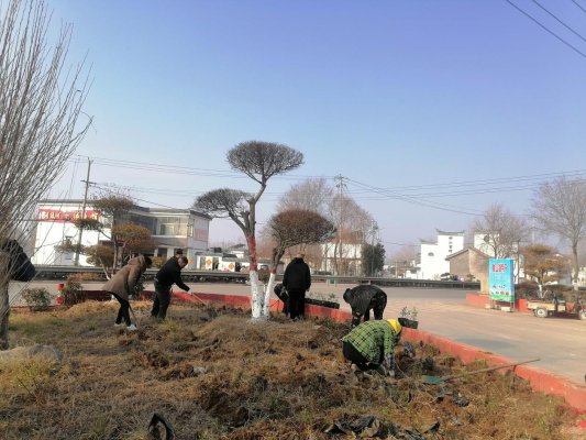 济宁市微山县韩庄镇：绿化美化人居环境 打造生态宜居家园