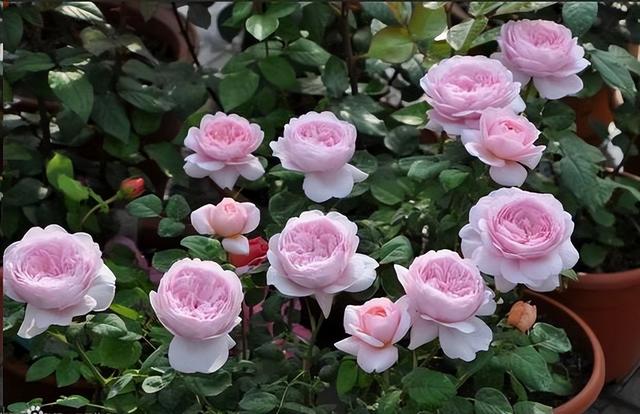 月季花界的“女神”—瑞典女王，又美又仙，四季花开，值得拥有