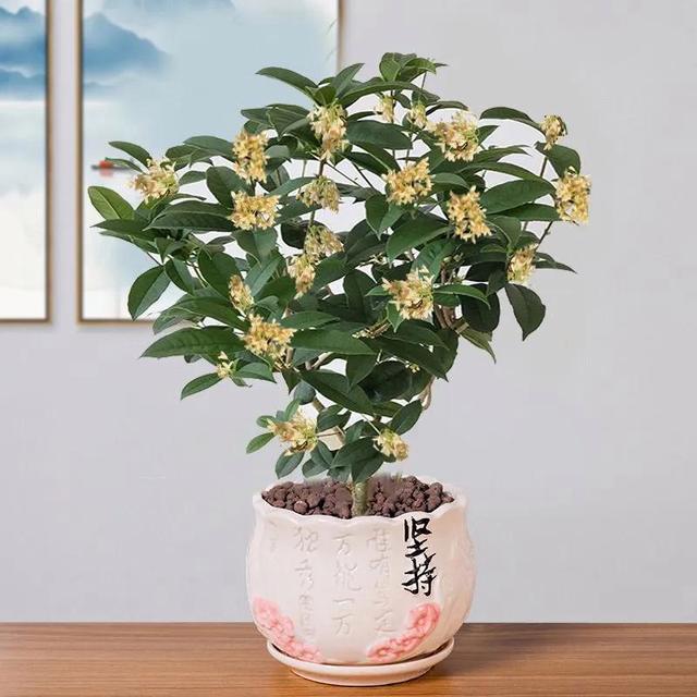 五一后，5种花要“富养”，“吃饱喝足”才能猛开花