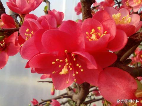 梅花的生长环境和栽种方法