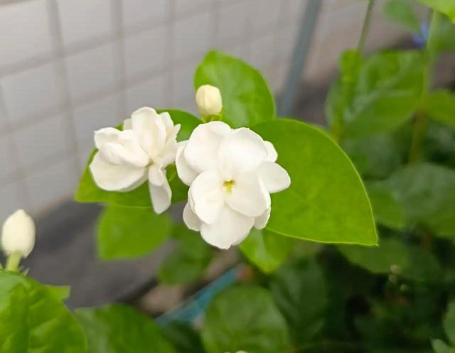 劝你别养栀子花，我入过的“坑”，你要避开，不是吓唬你