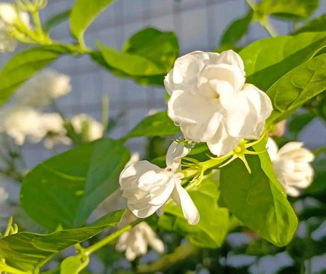劝你别养栀子花，我入过的“坑”，你要避开，不是吓唬你