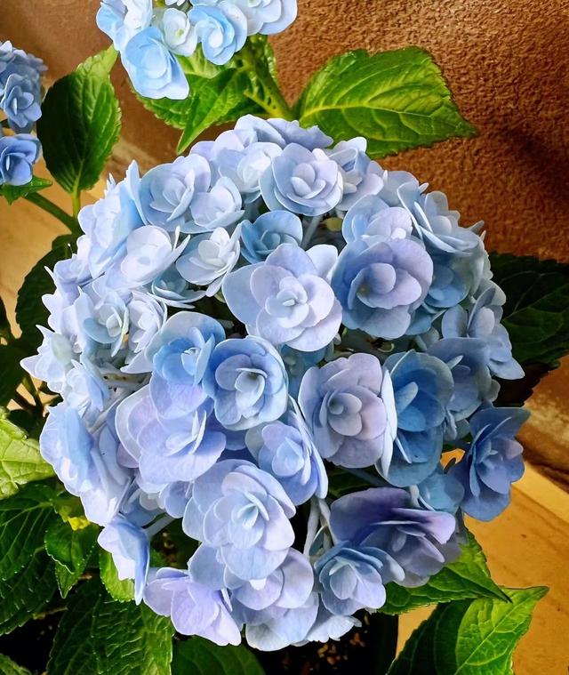开花后的绣球花，做好4个“细节”，新枝粗壮，花量翻倍！