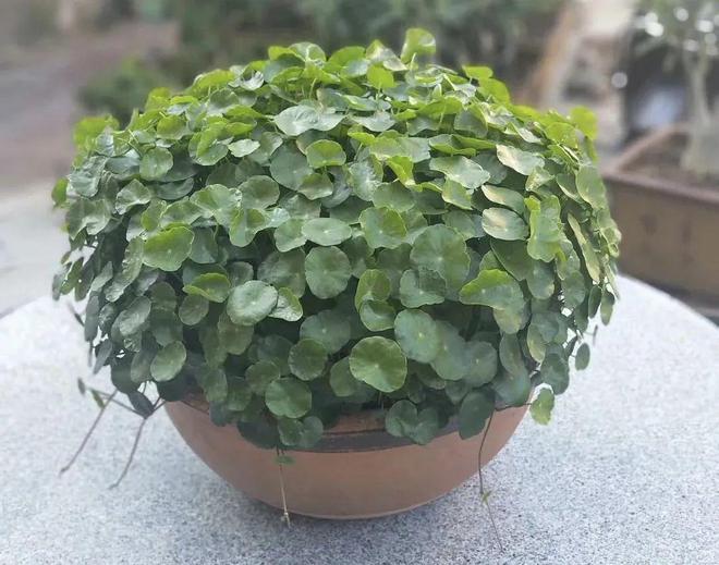 5种“喜水花”，一天一瓢水，立马绿油油，偷懒“死的快”