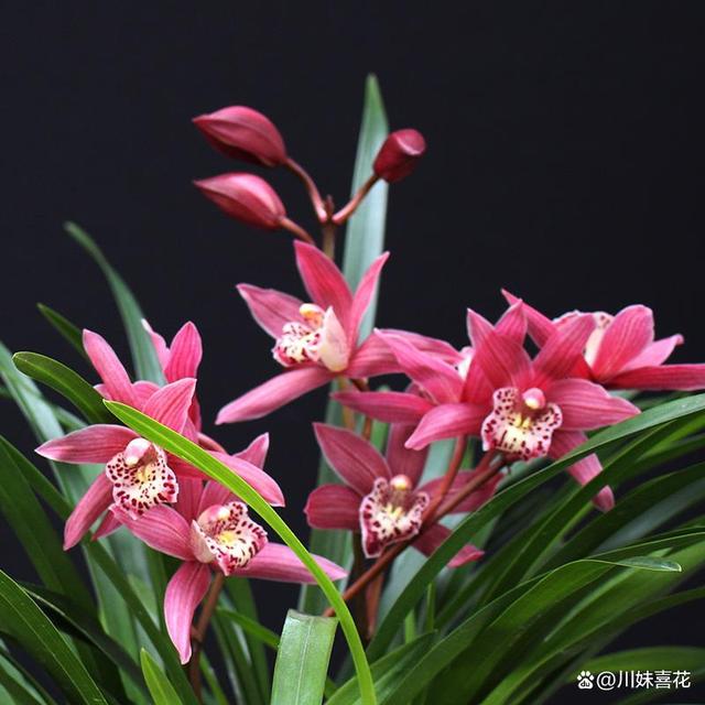 兰花中的红贵妃，香味浓郁又高雅，多季节有花赏，值得拥有