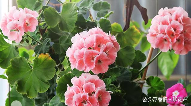 天竺葵怎么度夏？度夏攻略要收好，4个重点，帮你熬过夏天