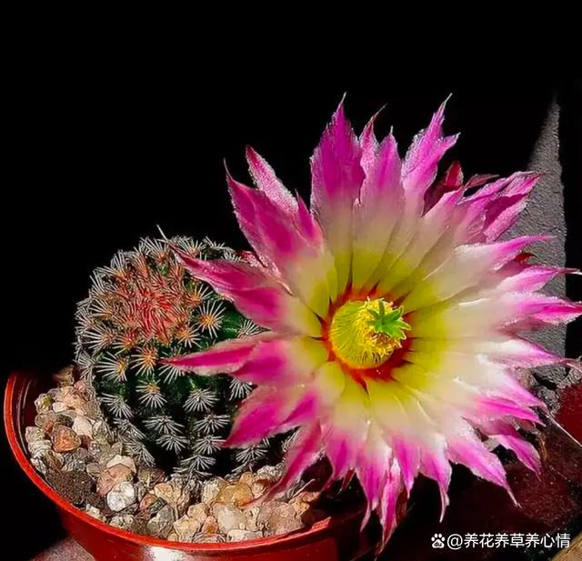 养花8年，发现4种花，真是“买花一时爽，七天花火葬场”