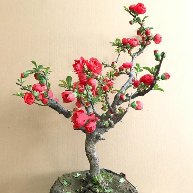 建议大家，养花就养这款海棠：我见过最美的海棠花