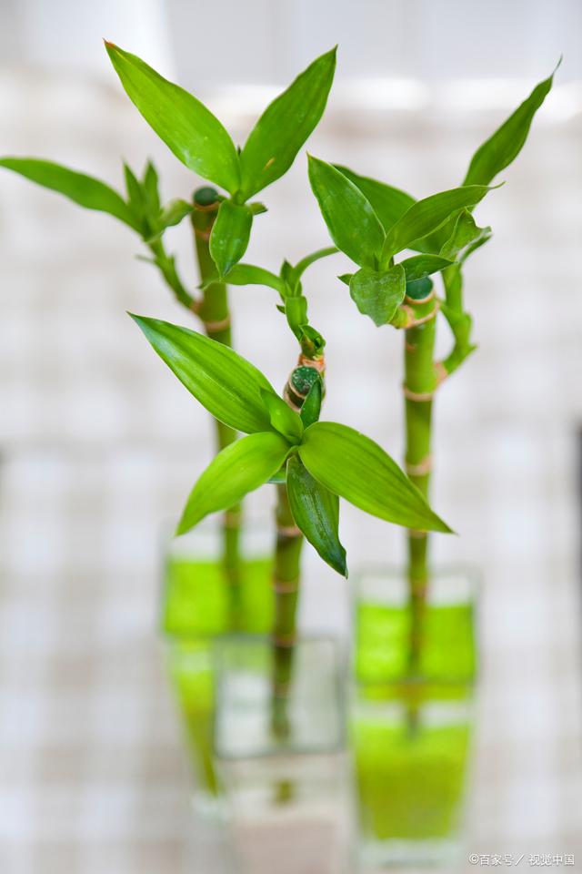 富贵竹水培怎么养？只需“3步”，快速生根，四季翠绿不黄叶！