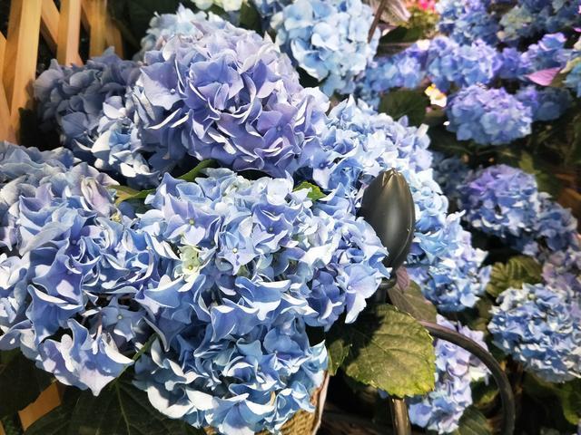 春夏季养绣球，避开4个“怕处”，不然满头花苞，也容易功亏一篑