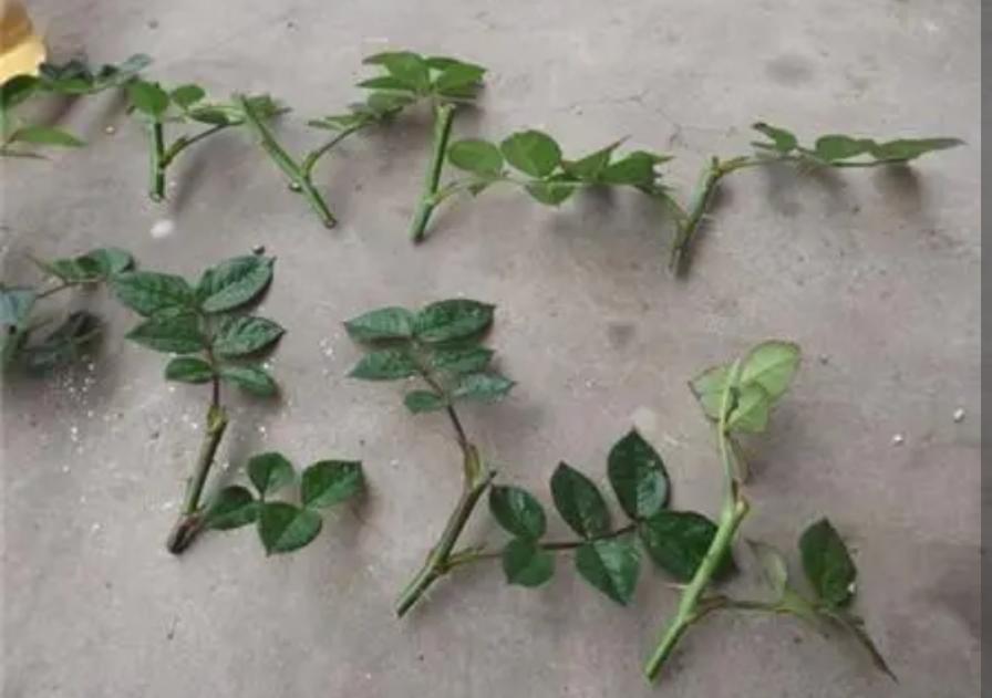 3种漂亮花，10月正适合扦插，容易生根，成活率高