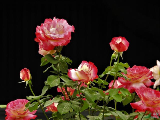 早春月季花出现这种黄叶，要及时处理