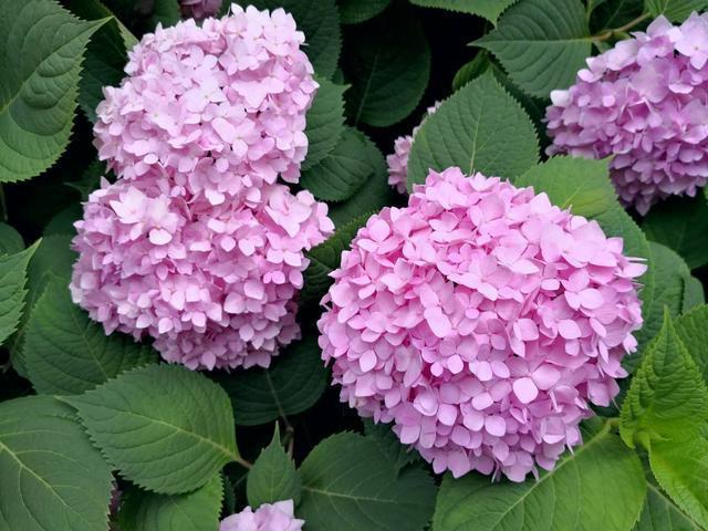 春夏季养绣球，避开4个“怕处”，不然满头花苞，也容易功亏一篑
