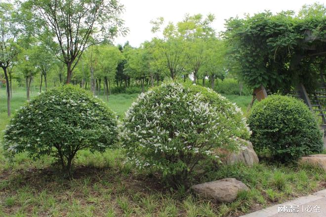 重庆地区绿化400种主要乡土树种