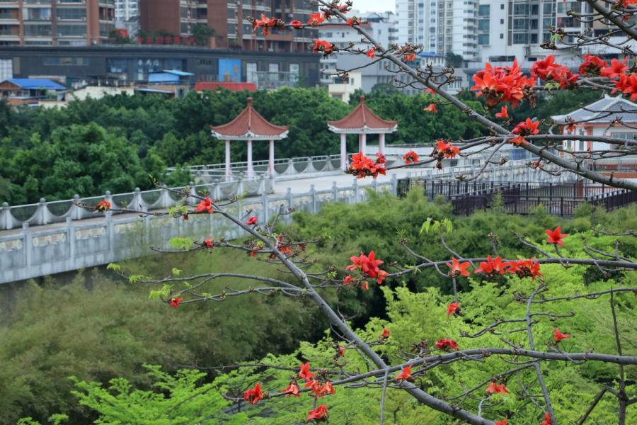 大美中国·壮美广西0326丨紫荆花如期绽放 美不胜收