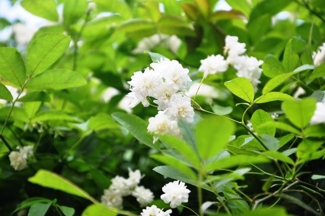 喜欢养花就选九里香盆栽，冬天照样蹭蹭长，让家里满屋飘香